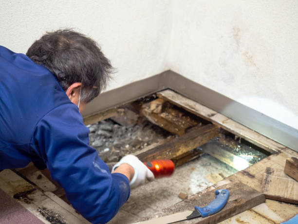 Best Mold Cleaning Services  in Cumberland Center, ME