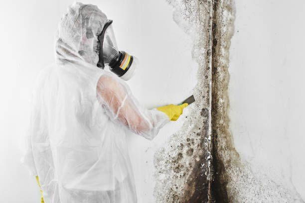 Best Attic Mold Removal  in Cumberland Center, ME