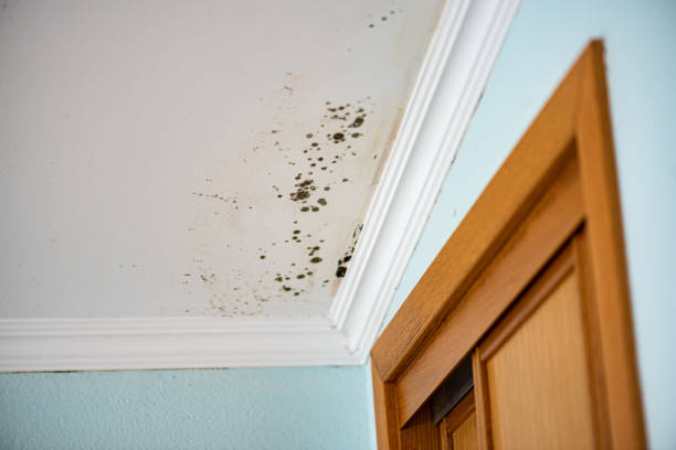 Cumberland Center, ME Mold Removal Company