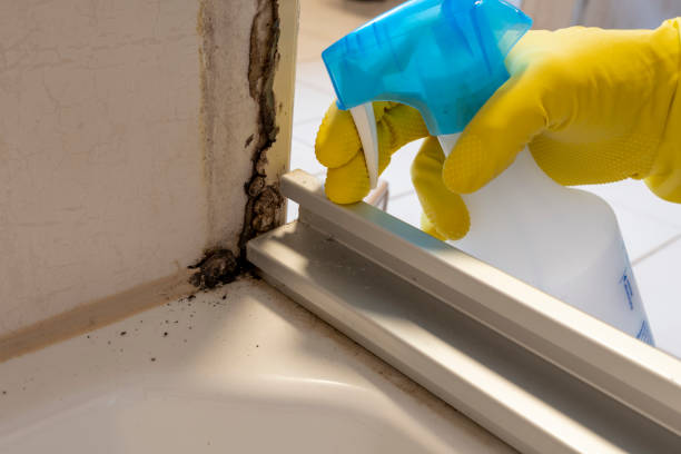 Best Home Mold Removal  in Cumberland Center, ME