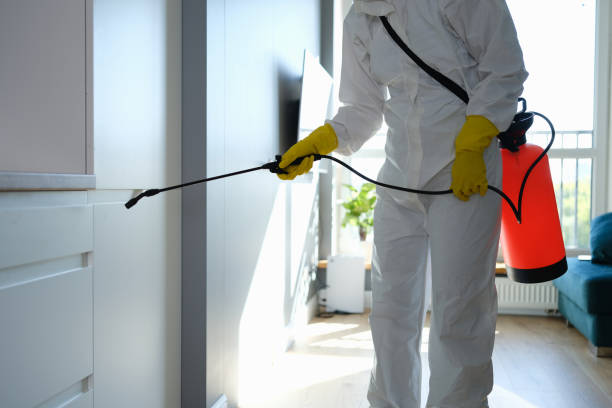 Best Same-Day Mold Removal  in Cumberland Center, ME