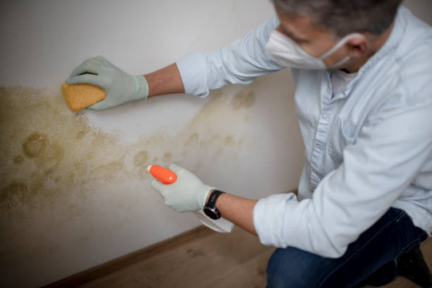 Best Mold Testing  in Cumberland Center, ME