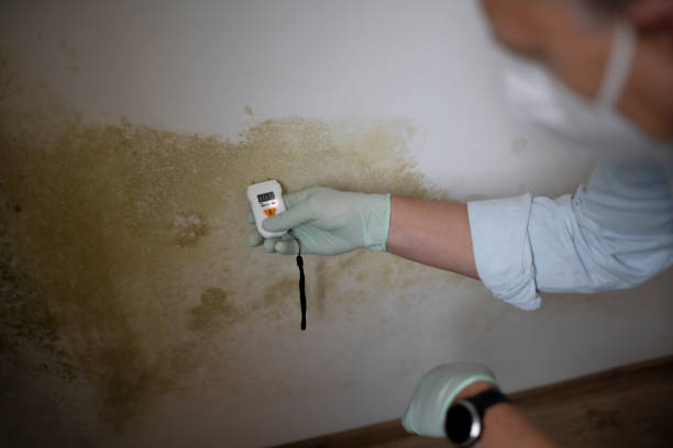 Best Mold Testing and Removal  in Cumberland Center, ME