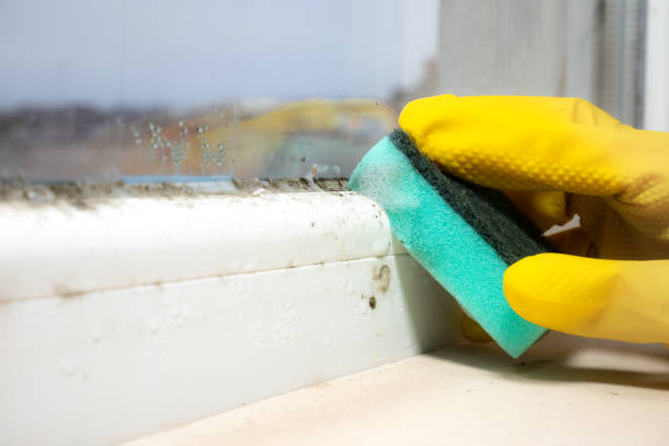Best Toxic Mold Removal  in Cumberland Center, ME