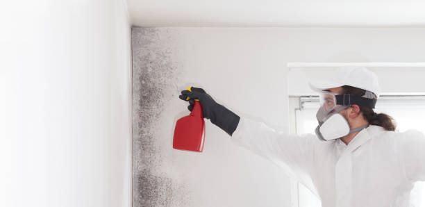 Best Certified Mold Removal  in Cumberland Center, ME