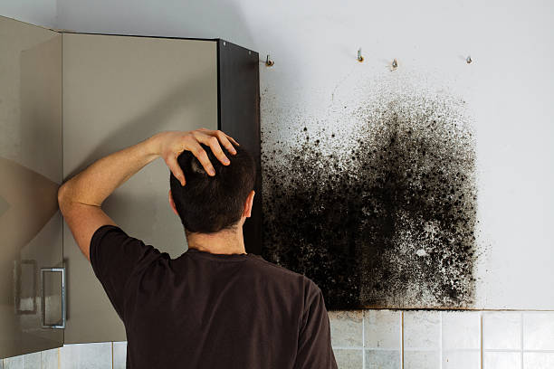 Best Professional Mold Removal  in Cumberland Center, ME