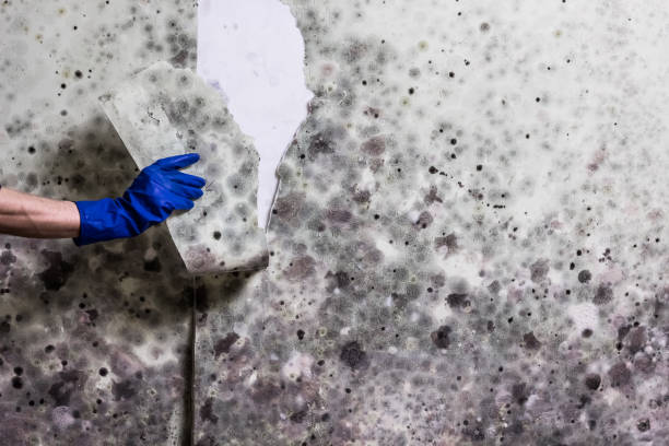 Best Best Mold Removal Companies  in Cumberland Center, ME