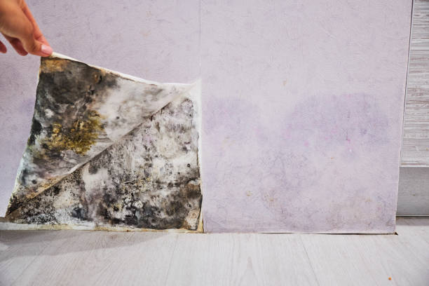 Best Mold Removal Company Near Me  in Cumberland Center, ME